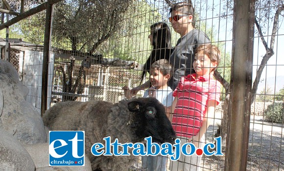 GRANJA EDUCATIVA.- Los animalitos de la granja son el deleite de los más chicos, también hay cerditos, un pony y muchas gallinas.