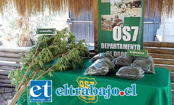 Efectivos de OS7 de Carabineros incautaron más de tres kilos de marihuana elaborada y una planta de cannabis sativa al mediodía de este viernes en Catemu.