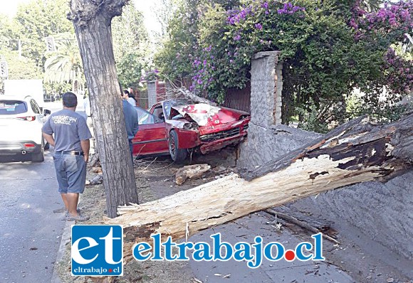 El árbol fue arrancado prácticamente de raíz tras el violento impacto vehicular.