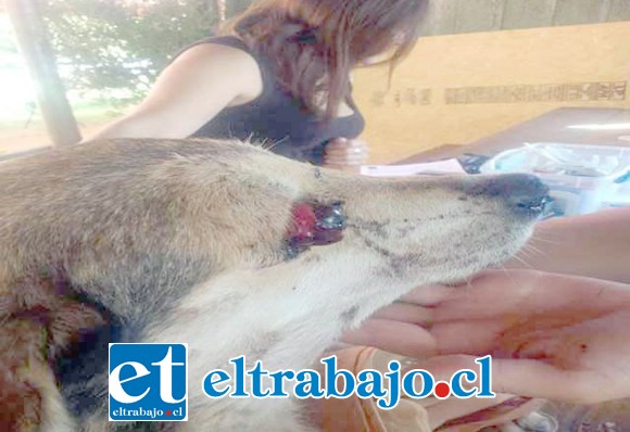 Una crueldad sin justificación causó la pérdida de uno de sus ojos a una perrita comunitaria de nombre Daniela.