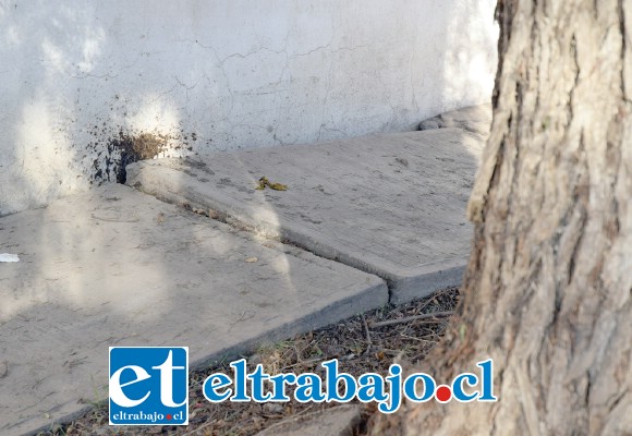 SUBTERRÁNEO.- La vereda y pastelones están ya levantados, pues las raíces de este árbol se expanden debajo de la tierra.