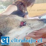 Chacal que apaleó a perrita en Rinconada pagará con solo $100.000 su crimen Chacal que apaleó a perrita en Rinconada pagará con solo $100.000 su crimen
