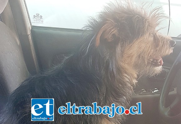 HACÍA MUCHO CALOR.- Así permaneció la perrita ‘Cindy’ por varias horas, sin agua y a ventanas cerradas en un auto.