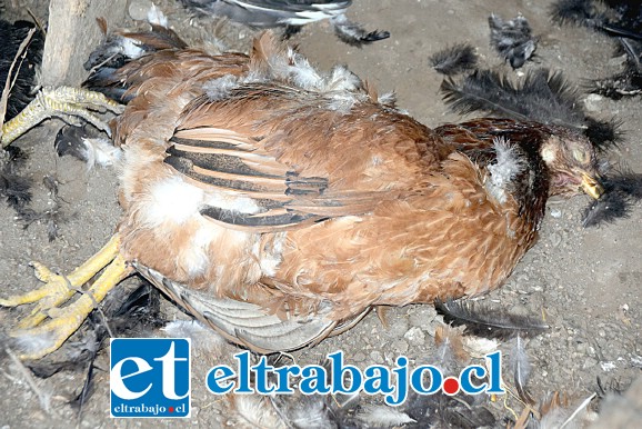 NOCHE DE MUERTE.- Sin ruidos. Sin testigos. El asesino de gallinas visitó este gallinero e hizo de las suyas.