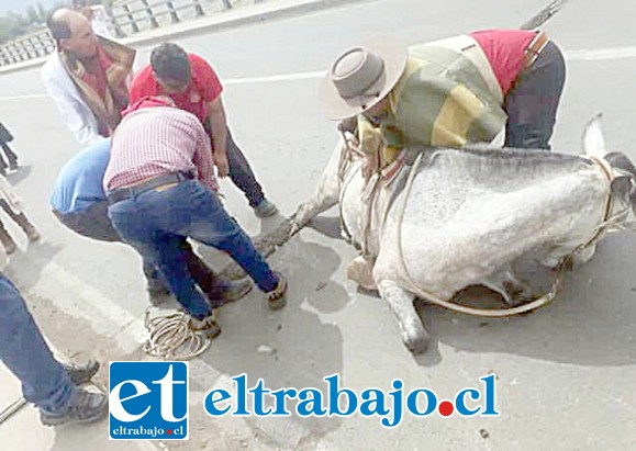 La imagen que impactó en la redes sociales, cuando intentan sacar al animal que se encuentra atrapado.