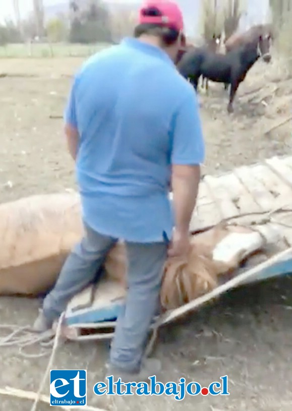 El caballo yace tirado, luego de haber sido castigado para forzarlo a subir al camión.