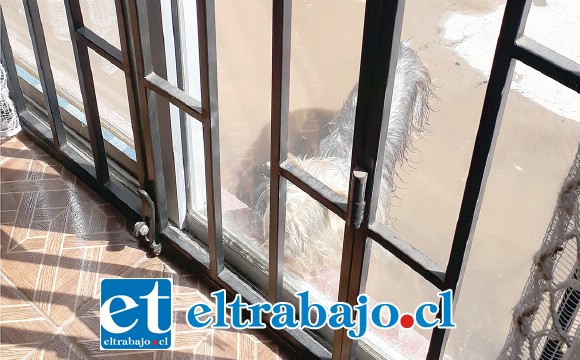CANAL DESBORDADO.- Aquí vemos a este perrito en el patio de una casa, completamente mojado por el agua del canal dentro de la propiedad.