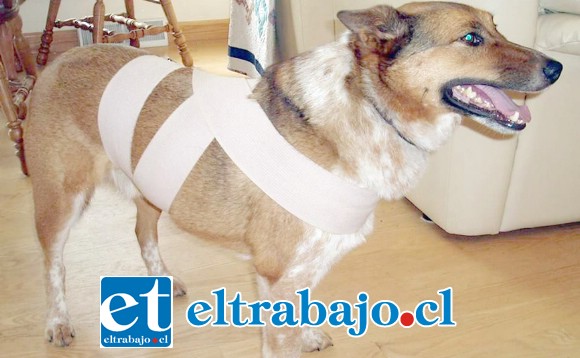El Método Tellintgon consiste en vendar a la mascota en el pecho y abdomen, para generarle una sensación de seguridad y tranquilidad.