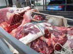 Fue necesario un camión de Carga para poder transportar la carne decomisada hasta las dependencias de las autoridades de Salud.