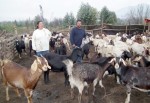 Estas son gran parte de las cabritas ‘pololas’ de Lorenzo, estos domésticos animalitos producen leche y queso a cambio de ser bien alimentadas, la alegría de tratarlas…es gratis.