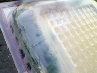 ¿Se imagina lo que harían las bacterias de estos hongos en su Aparato Intestinal y Digestivo?