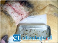 Cientos de garrapatas le fueron retiradas de su cuerpo, ahora Danko está limpio y sano a la espera de ser adoptado.