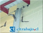 La detección de un murciélago con rabia motivó la vacunación de las mascotas del sector El Descanso y Tocornal.