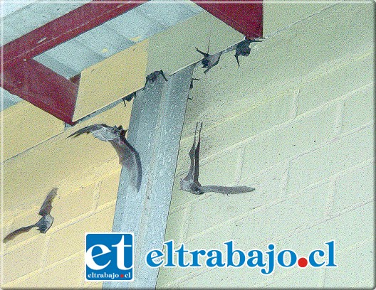 La detección de un murciélago con rabia motivó la vacunación de las mascotas del sector El Descanso y Tocornal.