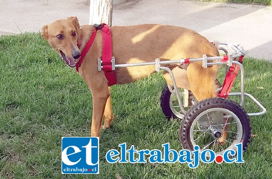 CHUNCHITA LUCHADORA.- Aquí tenemos a esta perrita, ya completamente integrada a una vida normal tras el accidente sufrido.