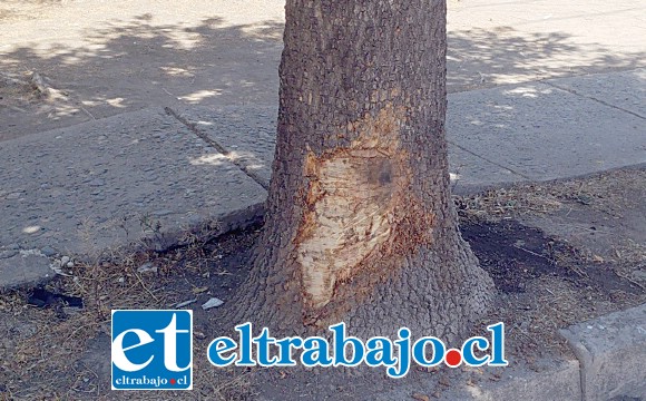 Este es el árbol con el que chocó el vehículo, los daños fueron cuantiosos.