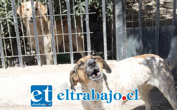 ELLOS MANDAN.- Estos sólo son dos de los perros de don Jorge San Martín, son agresivos, los vecinos aseguran que han mordido a las personas.