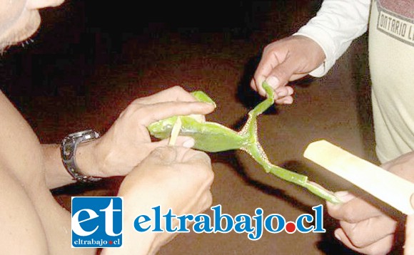 El polémico veneno que se extrae del sudor de la rana ampliamente utilizado en Sudamérica y que promete curar enfermedades físicas y espirituales.
