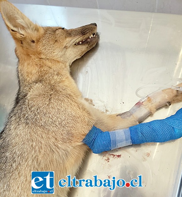 El animal tenía un lazo de conejo incrustado en la extremidad, provocándole una gran herida.