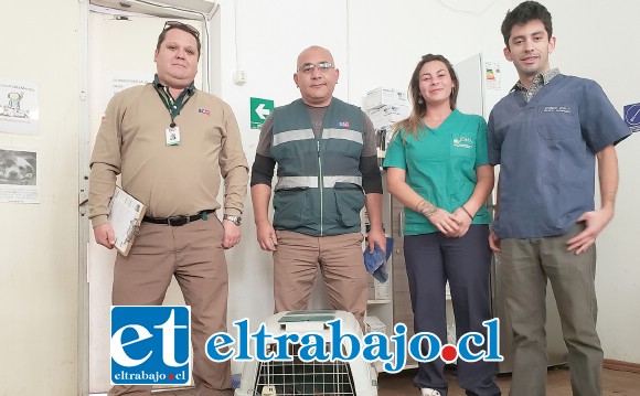 Este es el equipo del centro veterinario municipal que realizó las curaciones para salvar la extremidad del animal.