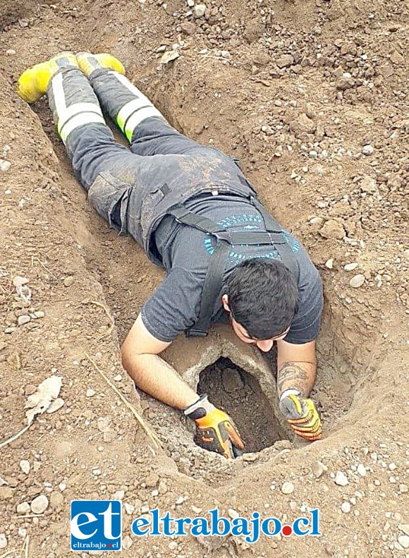 Los bomberos efectuando las labores de rescate del animal dentro de la tubería de cemento. (Fotografías: Emergencia Santa María).