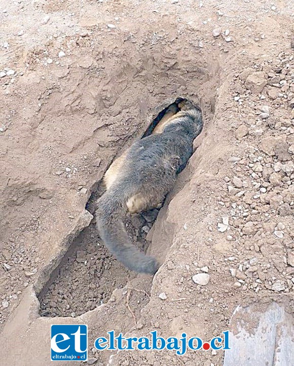 Finalmente el cachorro pudo salir del encierro.