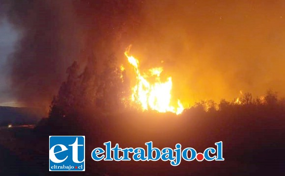 En total fueron unas 16 hectáreas las que fueron consumidas por el fuego.