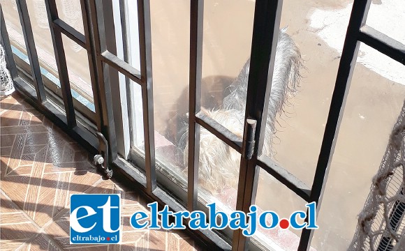 PERRO AL AGUA.- Este perrito tendrá que seguir mojándose cada vez que el agua se filtre del canal a su vivienda.