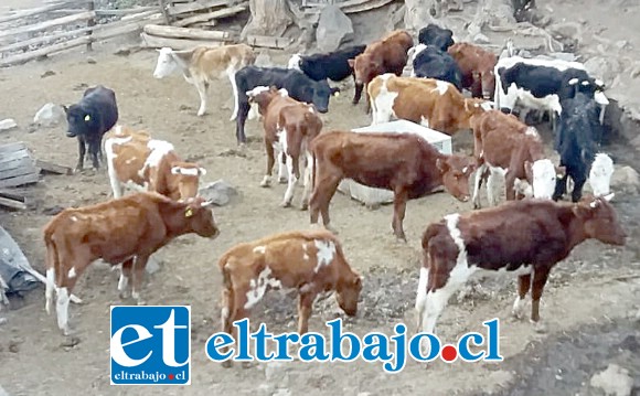 URGE LA AYUDA.- El ganado que aún sigue vivo, está en puro pellejo y huesos solamente esperando dos cosas: La muerte, o alimentos de sus dueños.