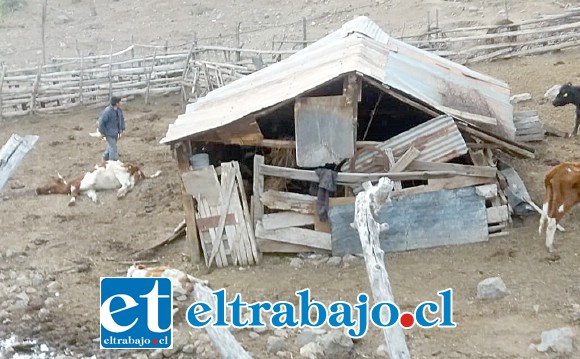 ESPANTO Y POBREZA.- Este es el triste escenario, animales muertos en todas partes, no hay dinero, no hay agua, tampoco llega el afrecho y el tiempo corre.