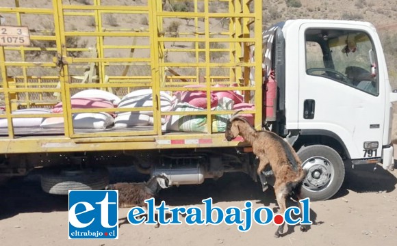 ANIMALES DESESPERADOS.- Esta cabrita se abalanzó sobre el camión con alimentos para mordisquear los sacos de afrecho, al lado se ve un burrito y otros cabritos. Por fin llegó la ayuda.