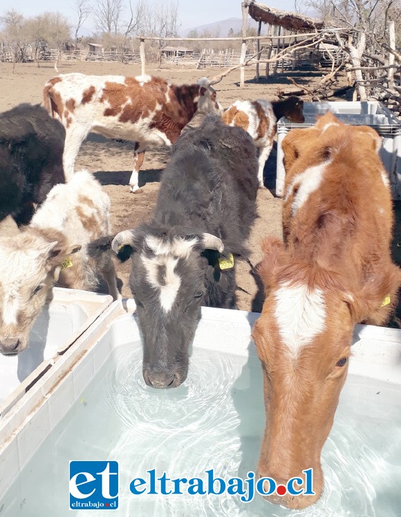 LLEGÓ EL AUXILIO.- Sedientos pero esperanzados, estas vaquitas con sus terneritos bebieron con alivio el preciado líquido.