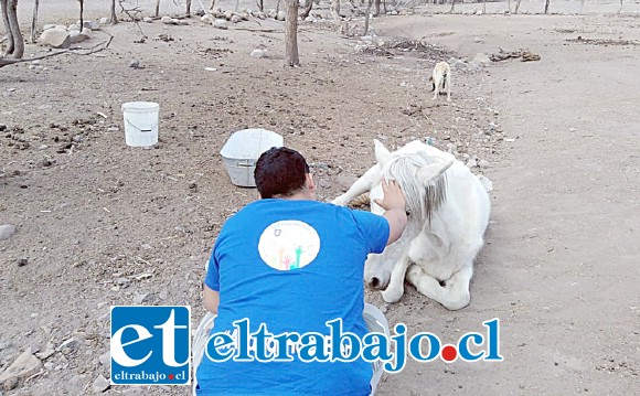 Voluntarios alimentando a los animales del sector El Manzano en la comuna de Putaendo, en esta primera entrega de donaciones de la comunidad UAC para ir en ayuda a los sectores afectados por la sequía en el Valle de Aconcagua.