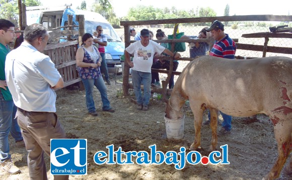 VECINOS MUY PREOCUPADOS.- Toda la comunidad del sector Las Núñez en Rinconada de Los Andes, se mostraron asombrados por este cruel ataque a los animales, y también solidarios con sus dueños.