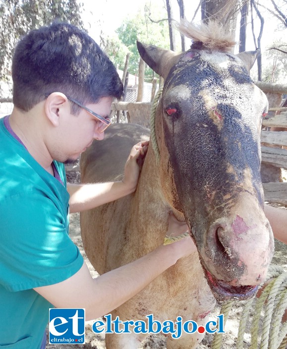 LUCHA POR SU VIDA.- Este médico veterinario atendió al pobre potro ‘Comisario’ en su lamentable estado, los dueños del animal esperan no tener que sacrificarlo.