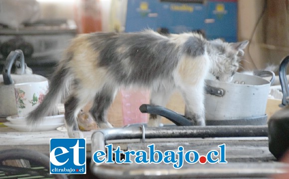 SOBREVIVIENDO.- Este gato busca, sin resultados, cualquier residuo de comida para saciar su hambre.