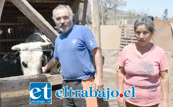 TORITO ‘PIM POM’.- Este torito, ‘Pim Pom’, está en los puros huesos, sus dueños están desesperados por salvarle la vida.