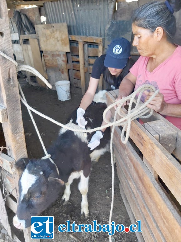 PRODESAL INTERVIENE.- Prodesal hizo ayer un operativo sanitario donde se vacunaron, se desparasitaron y se les aplicó vitaminas a los animales.