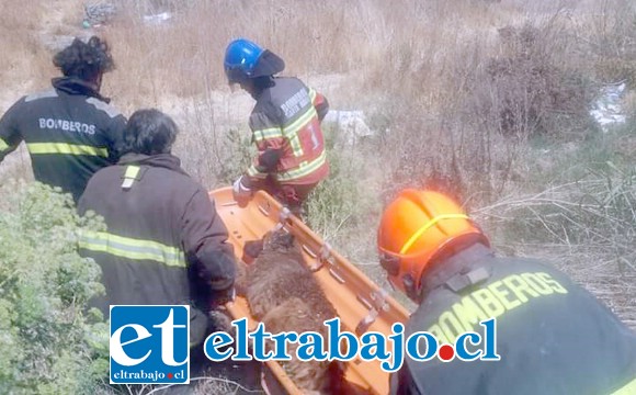 Luego de ser rescatado de las aguas, el can fue retirado del lugar por Bomberos.