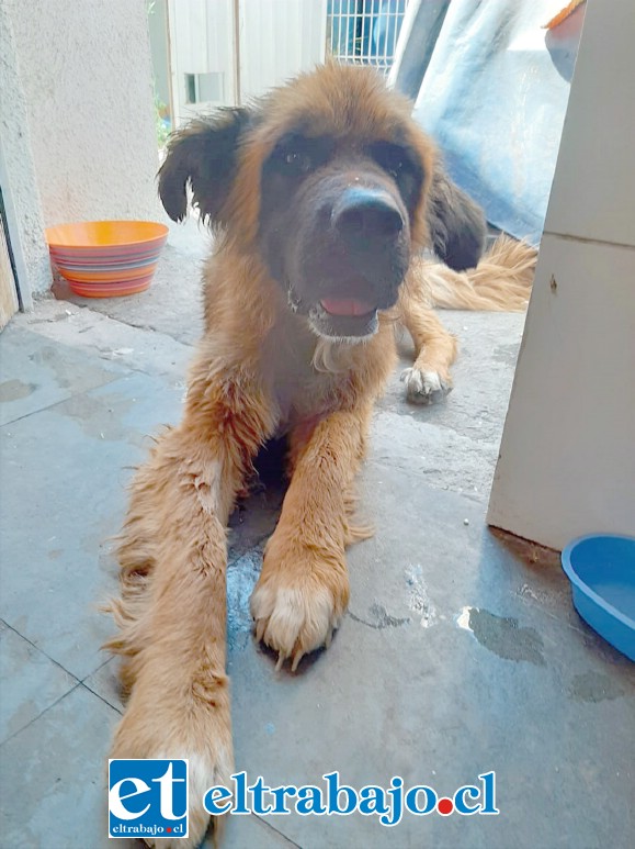 Se inició una campaña para buscar un hogar donde pueda vivir este perrito rescatado de las aguas.