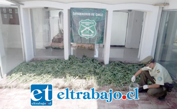 Personal del OS7 de Carabineros incautó 69 plantas de cannabis sativa junto a marihuana elaborada desde el domicilio del imputado apodado ‘El Negro Alejo’, en Los Andes.