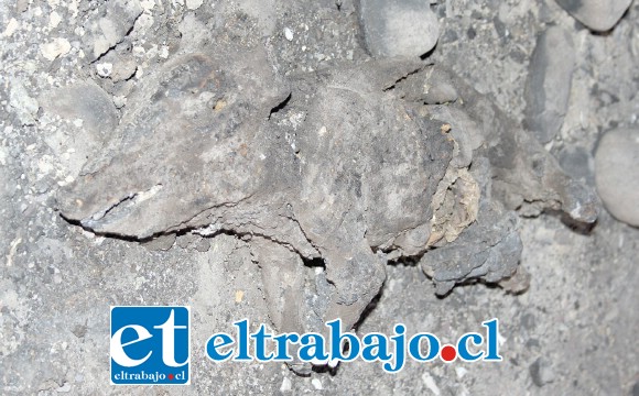 CARBONIZADO.- Estos son los restos calcinados de uno de los 80 cerdos que murieron en este infernal incendio en La Parrasía.