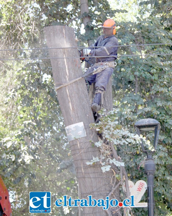 ADIÓS AMIGO TILO.- En horas de la mañana de este martes el frondoso tilo fue talado en su totalidad, el mismo peligraba desde hace varios meses en el lugar.