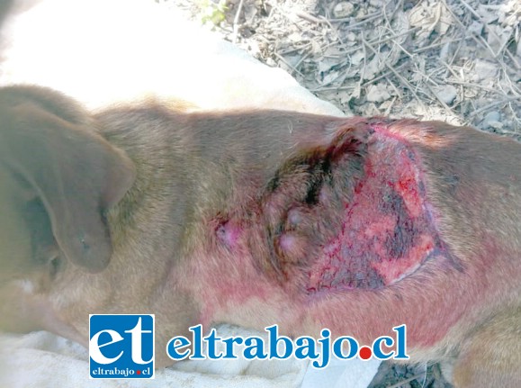 El tipo de lesión sufrida por el animal da cuenta clara de que habría habido intervención humana, la de un desquiciado.