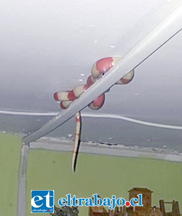 La sorprendente e inquietante imagen nos muestra la serpiente de coral albina en el techo de la casa de Eduardo Jiménez Macías.