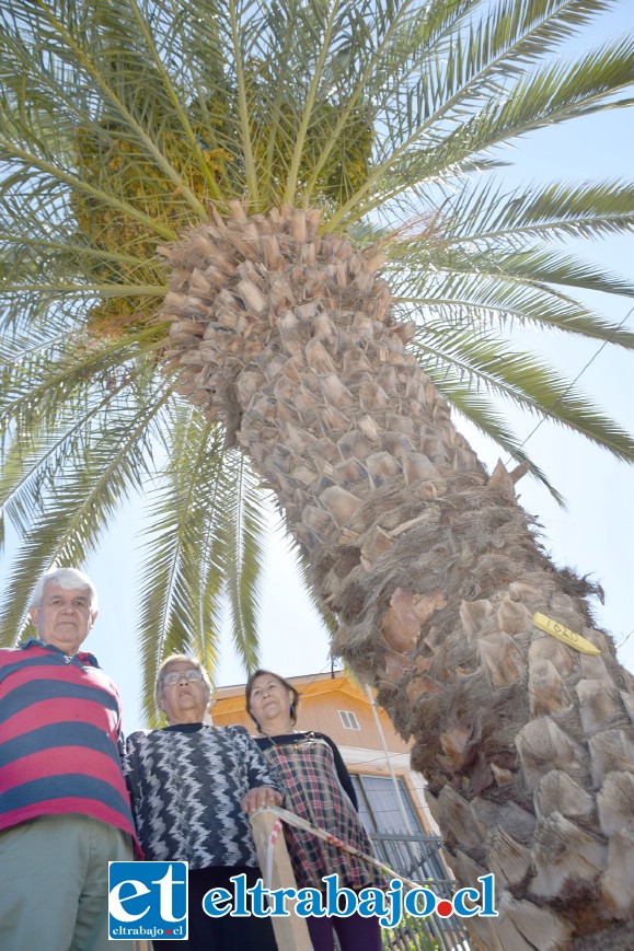PALMERA LES AFECTA.- Estos vecinos están solicitando a la Dipma de San Felipe que dé la autorización para que la empresa a cargo de las obras en Hermanos Carrera quite esta palmera de la entrada de su casa.
