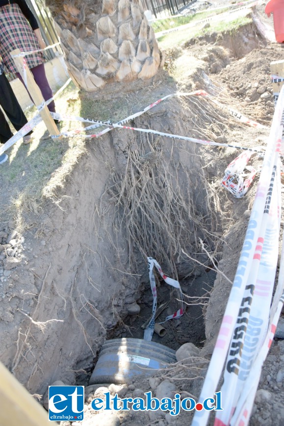PROFUNDAS RAÍCES.- Así de profundas son las raíces de esta palmera, las que están ya metidas muy adentro del terreno de estos vecinos.