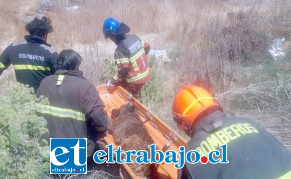 Bomberos de Santa María rescataron al perrito que se ahogaba el pasado 5 de diciembre. (Fotografías: Emergencias Santa María).