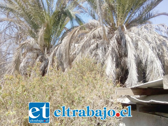 En la imagen se puede apreciar claramente el estado de sequedad de las especies arbóreas.