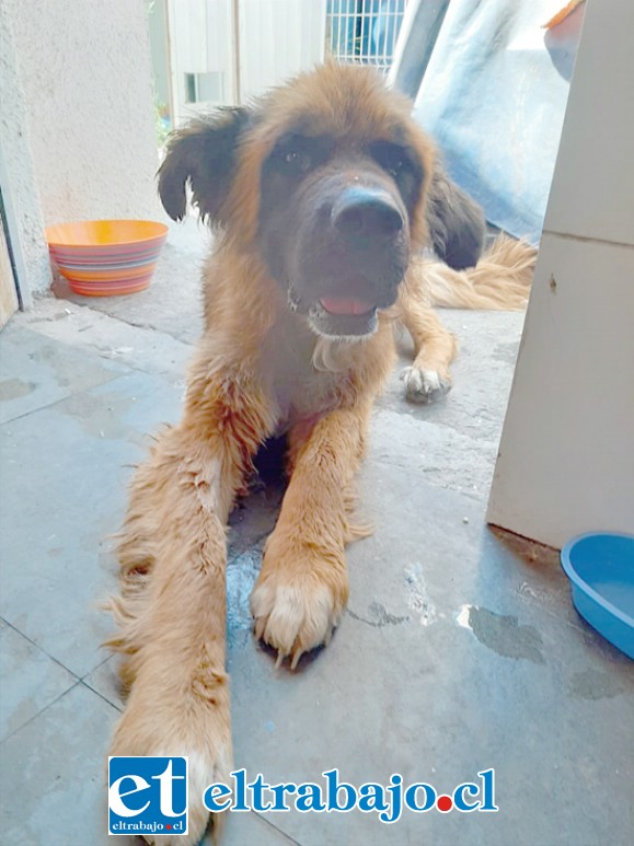 El perrito finalmente fue adoptado por una familia que se conmovió con su historia.